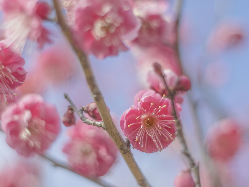 a close up of pink flowers on a tree