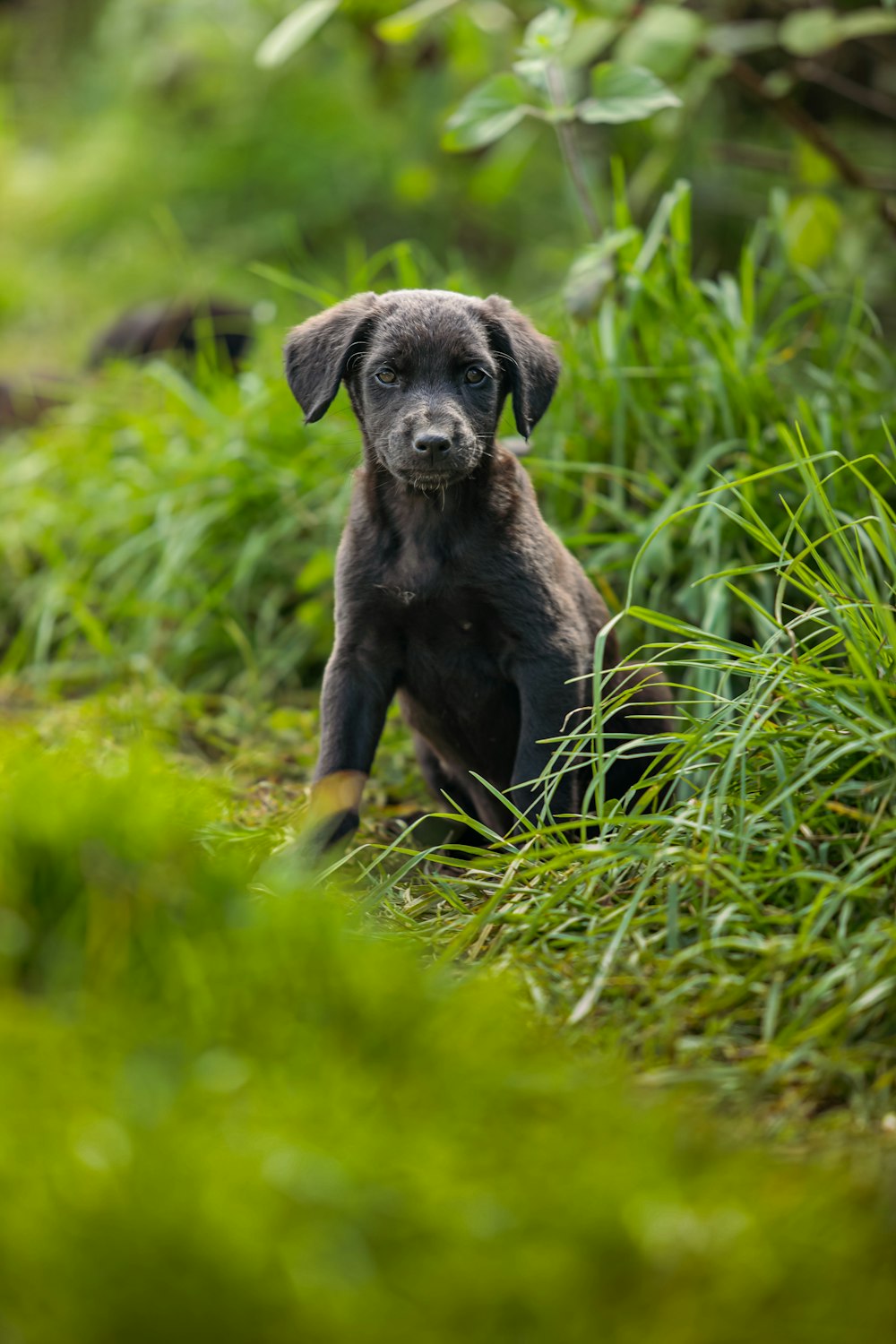 a black puppy sitting in the grass looking at the camera