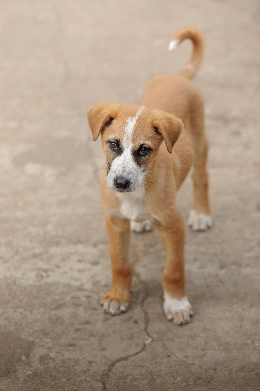 a small brown and white dog standing on top of a cement ground