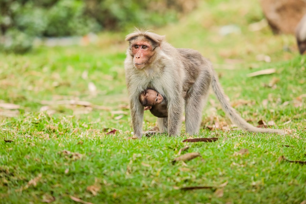 a monkey standing on its hind legs in the grass