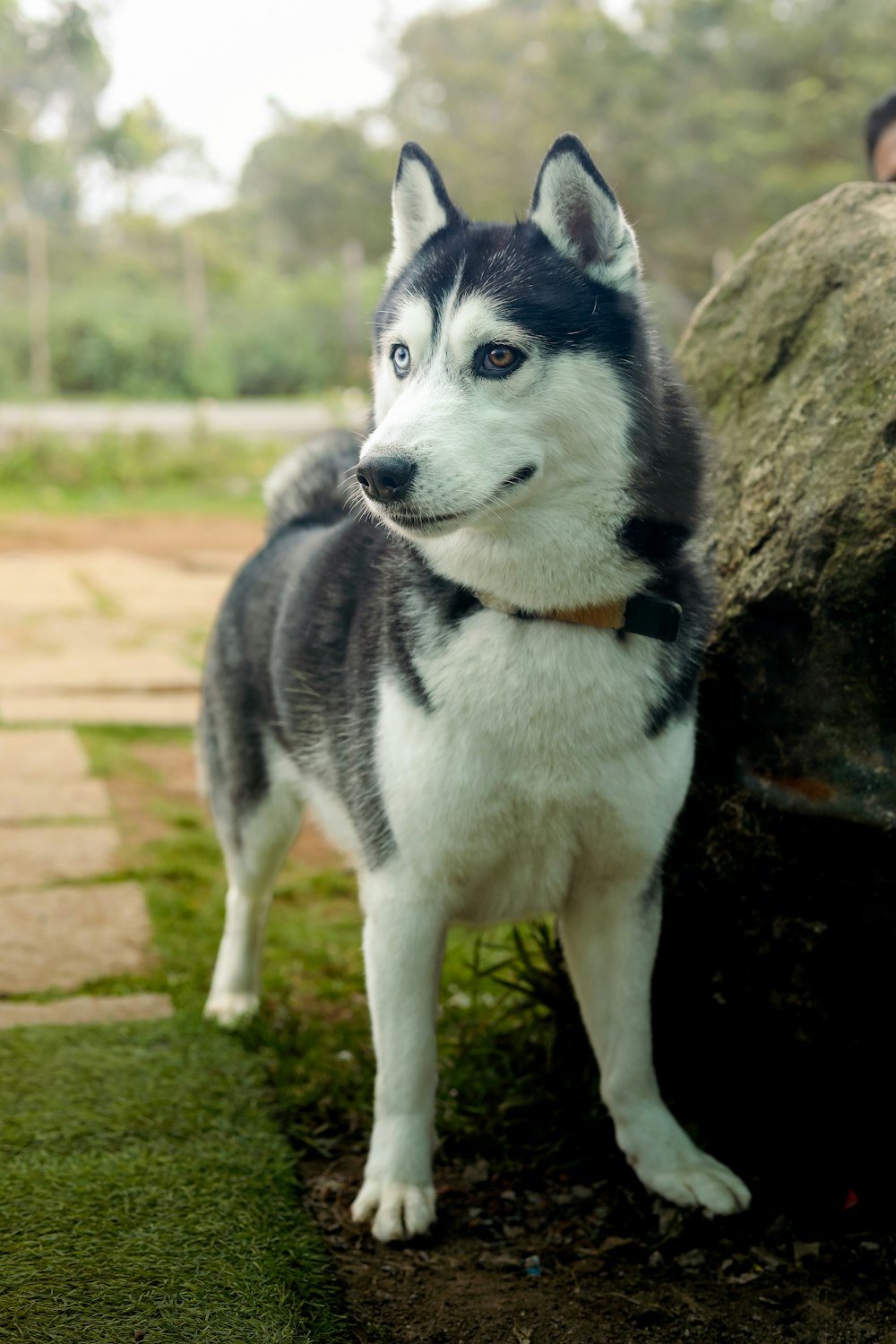 a husky dog standing next to a large rock