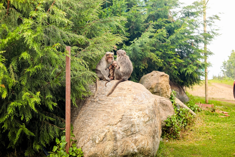 a couple of monkeys sitting on top of a large rock
