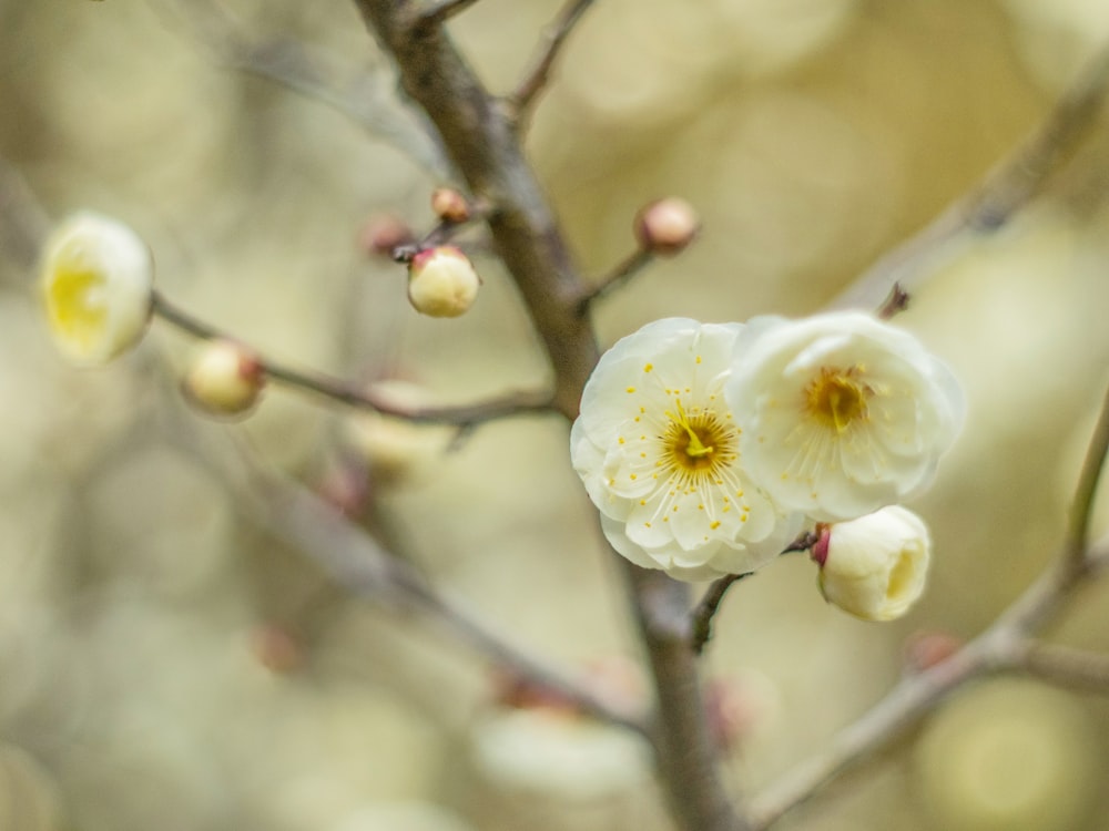 a close up of a flower on a tree branch