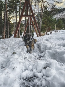 a dog that is standing in the snow