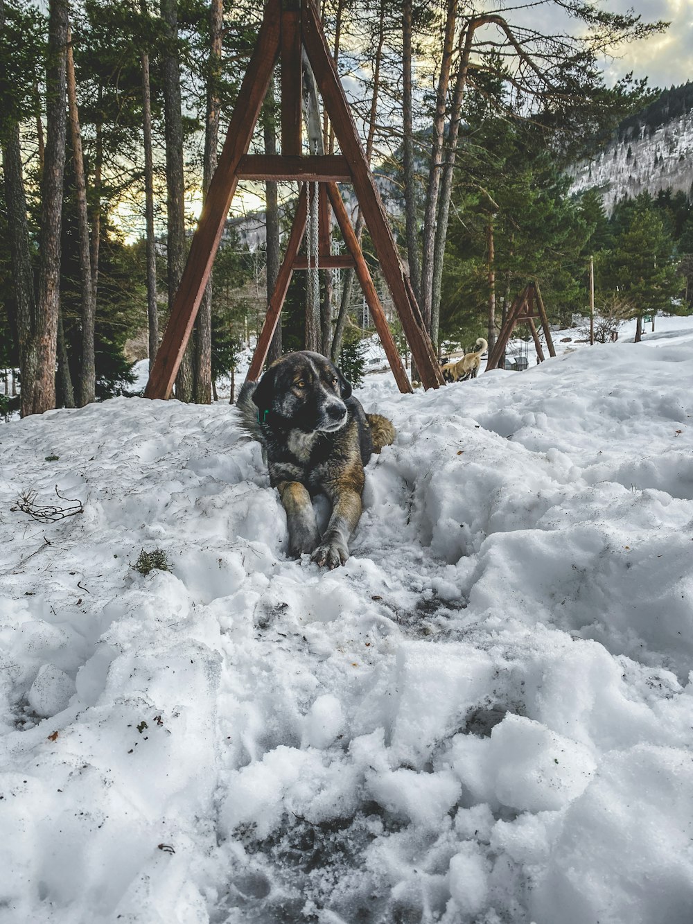 a dog that is standing in the snow