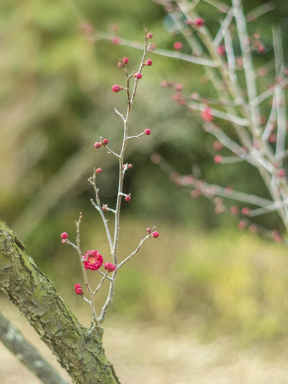 a branch with red flowers in the middle of a field