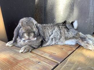 a gray and white rabbit laying on top of a wooden floor