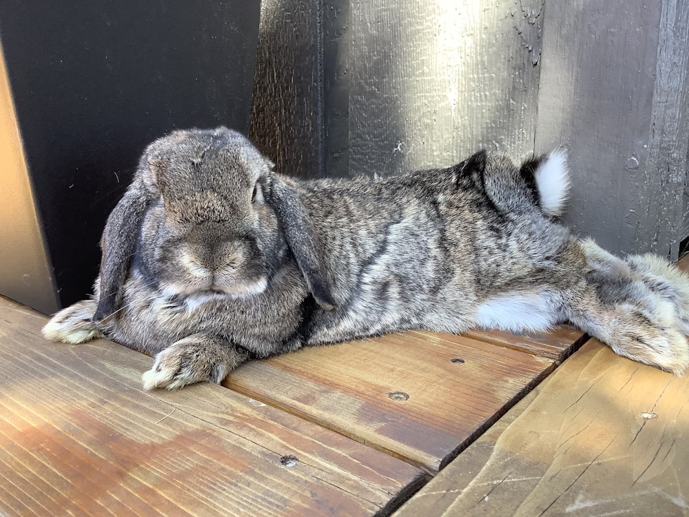 a gray and white rabbit laying on top of a wooden floor
