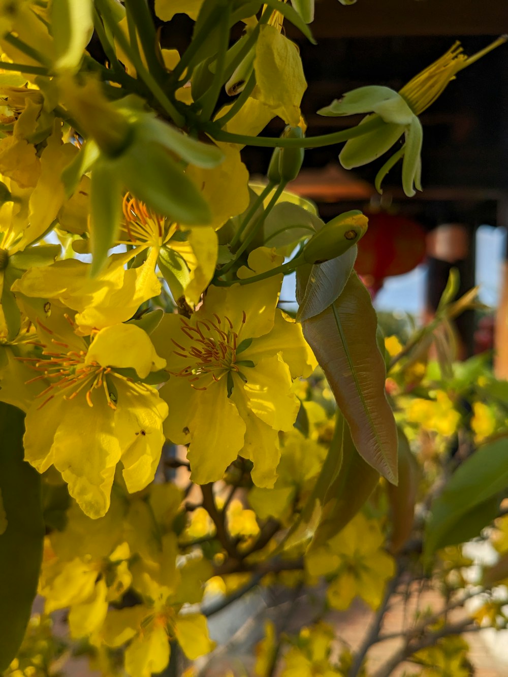 a close up of a tree with yellow flowers