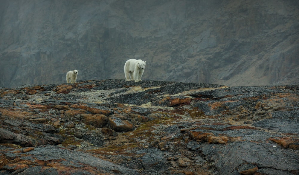 a couple of animals standing on top of a rocky hillside