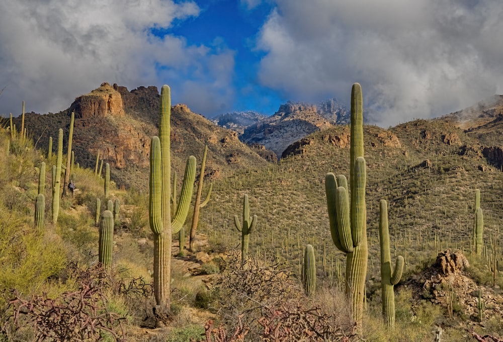 a large group of cactus plants in the desert