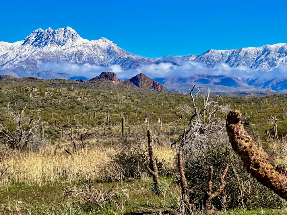 a cactus in the foreground with mountains in the background