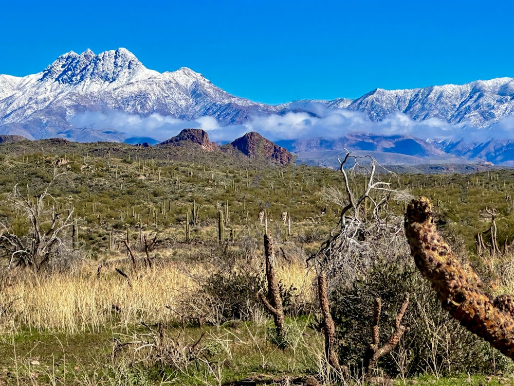 前景にサボテン、背景に山