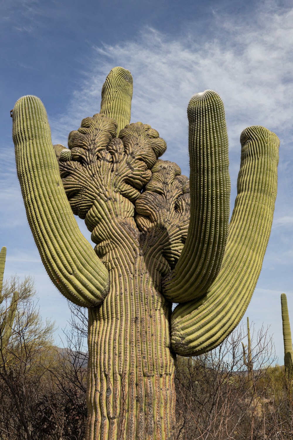 a large cactus in the middle of a desert