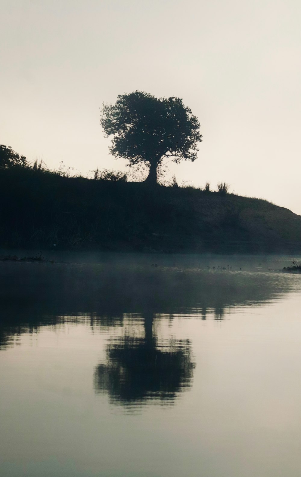 a lone tree sitting on top of a hill next to a body of water