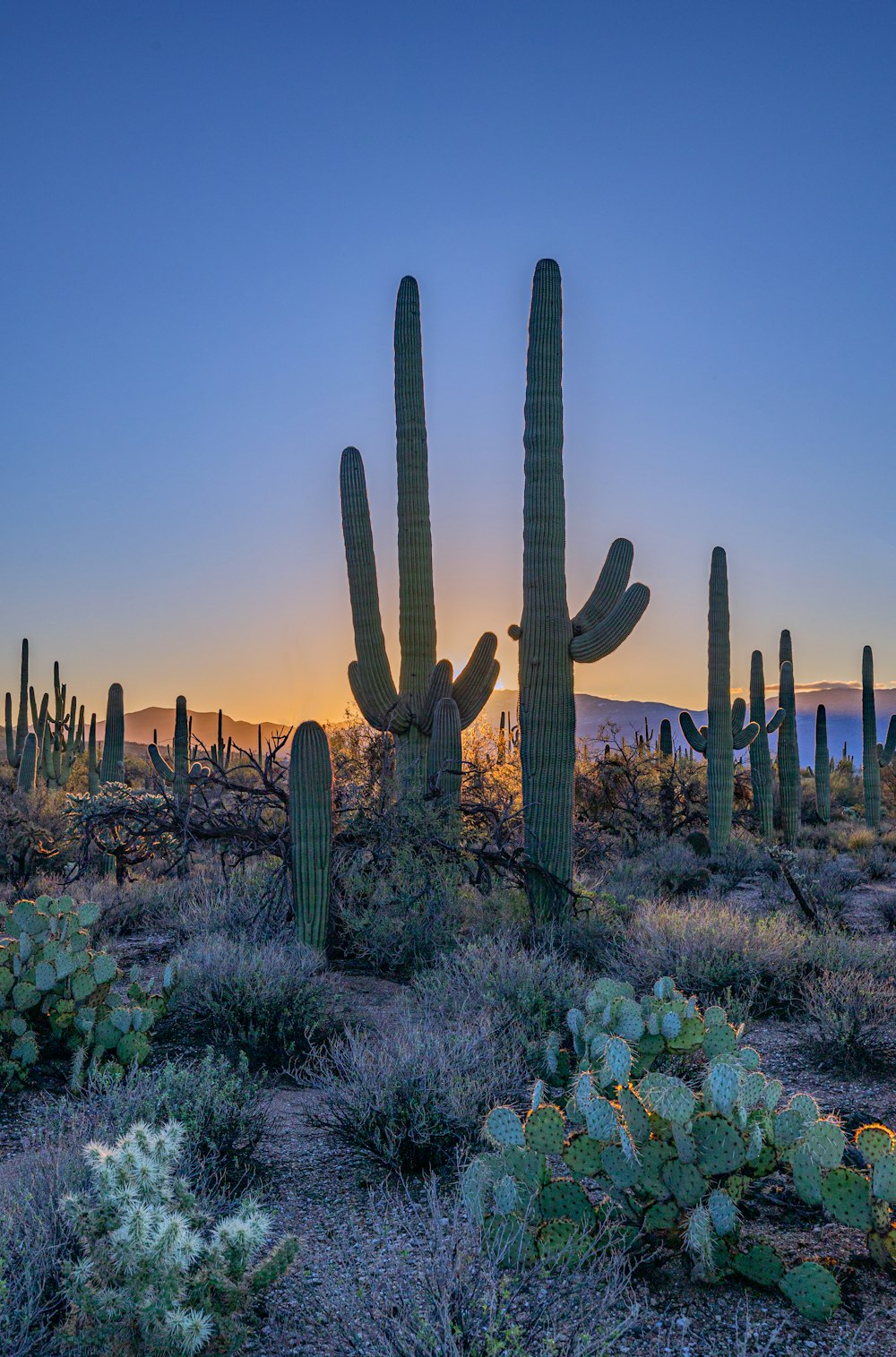 a large group of cactus plants in a field