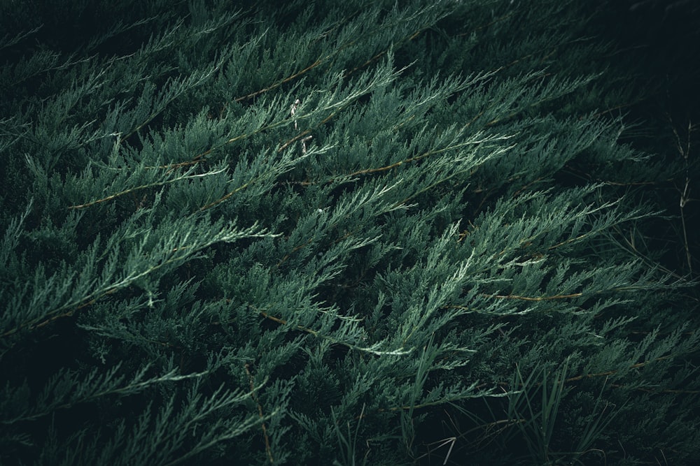 a bunch of green plants that are in the grass