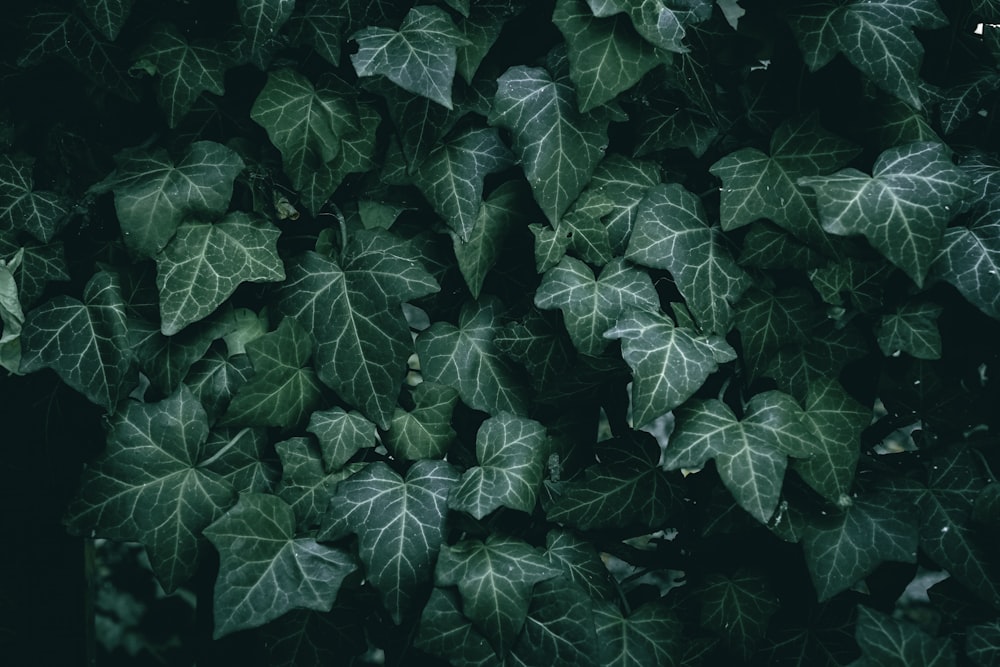 a close up of a plant with green leaves