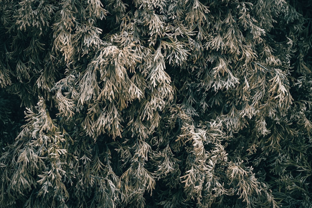un groupe d’arbres couverts de neige les uns à côté des autres