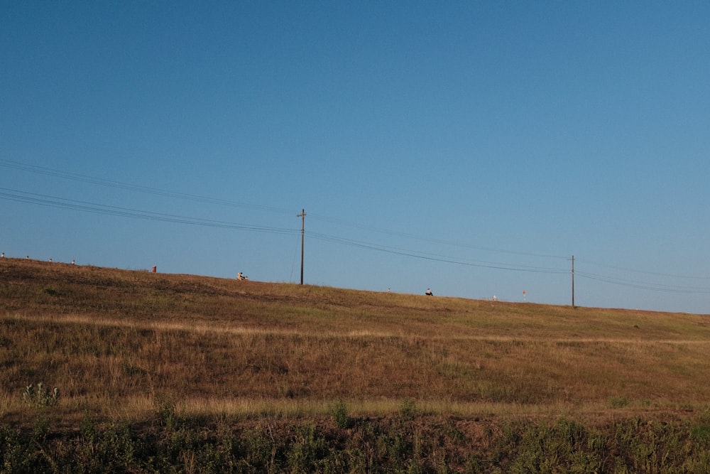 Eine einsame Kuh steht auf einem Feld mit Stromleitungen im Hintergrund