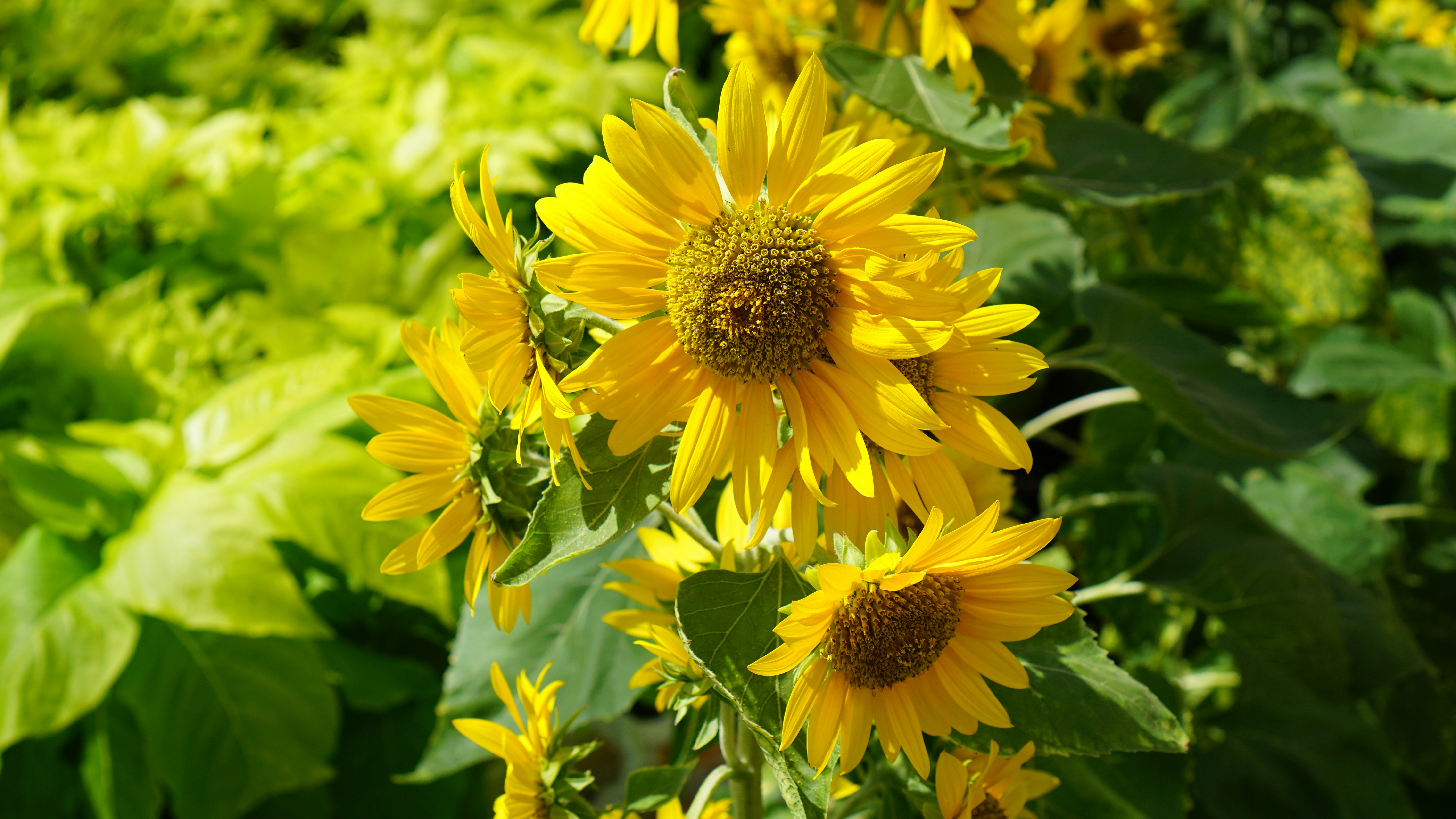 Photo by nguyenthehung