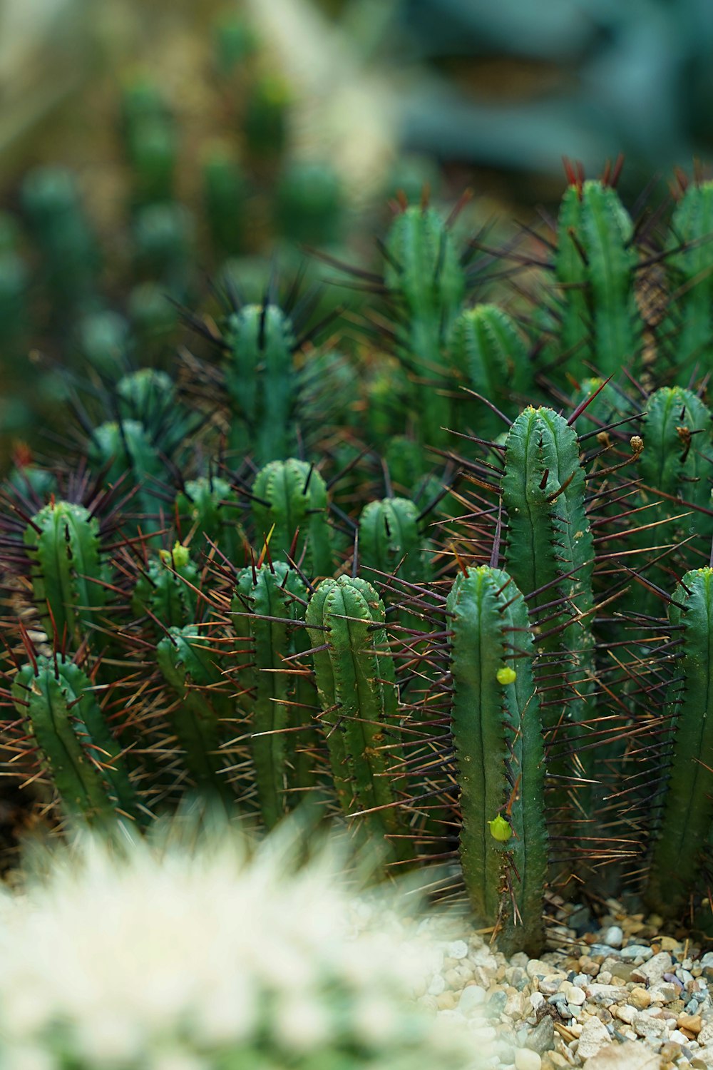 a group of green cactus plants in a garden
