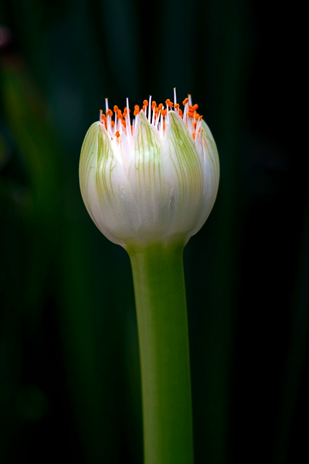 a close up of a white flower with a green stem