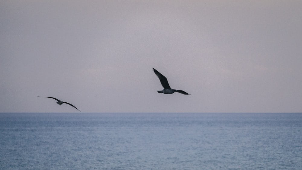 a couple of birds flying over a large body of water