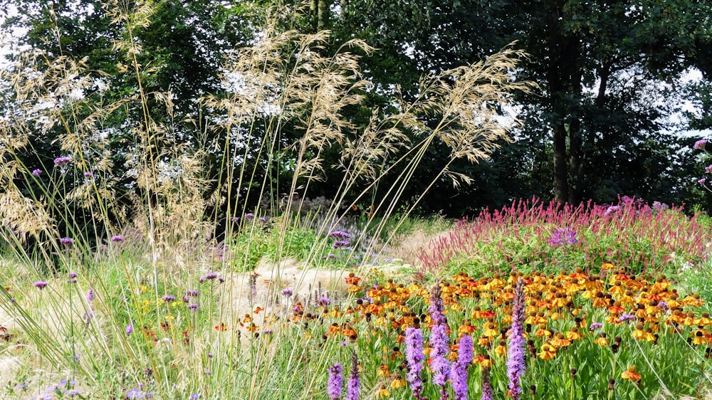 a bunch of flowers that are in the grass