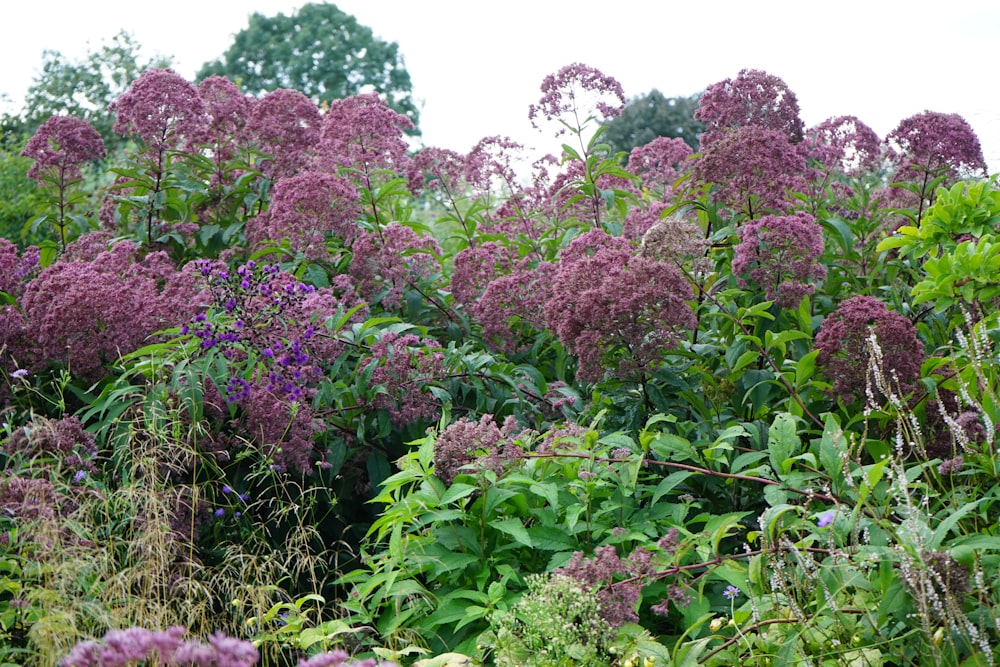 a field full of purple flowers next to a forest