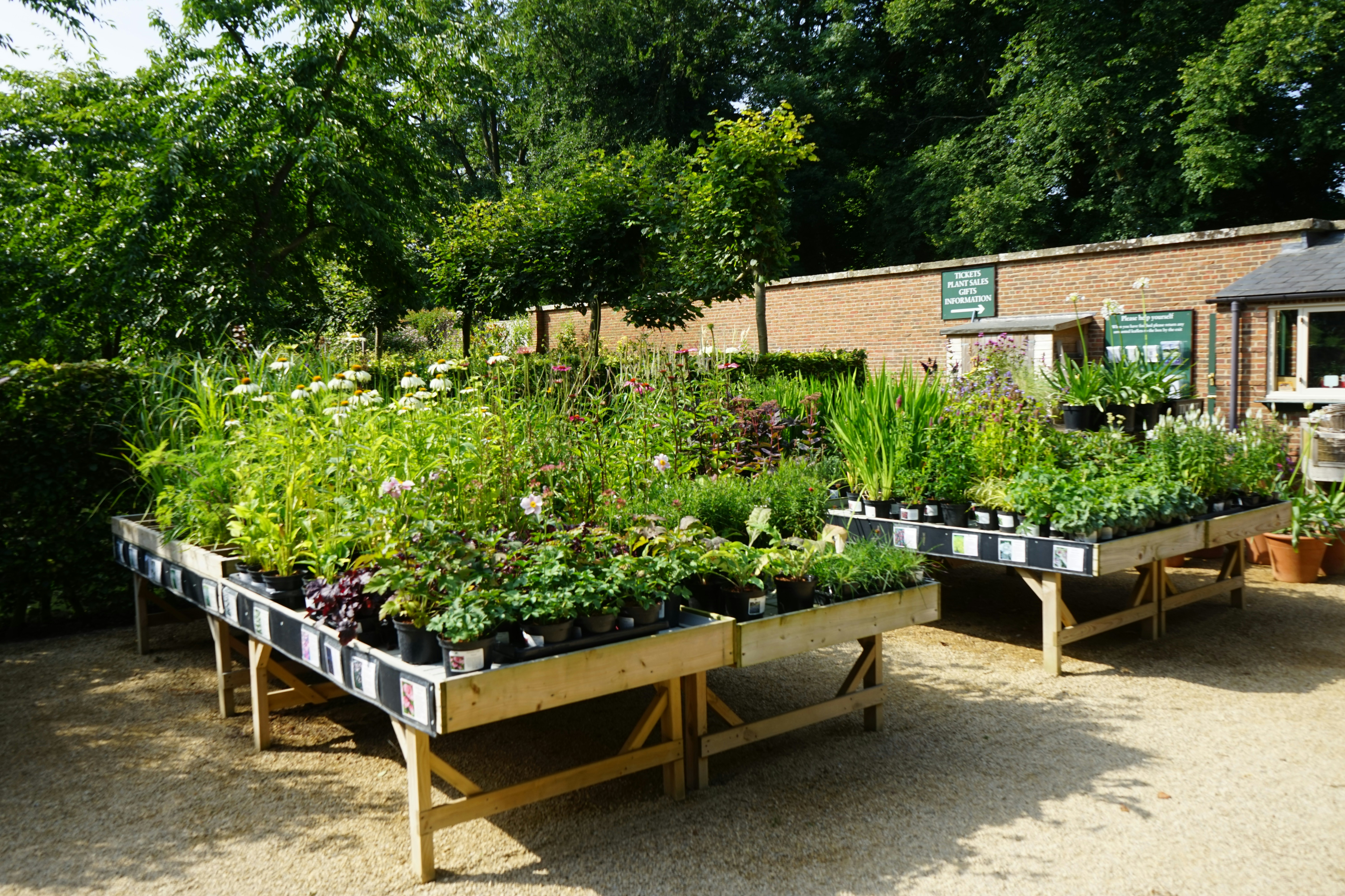 Plants on table