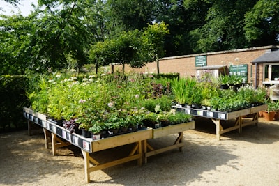 a bunch of plants that are on a table