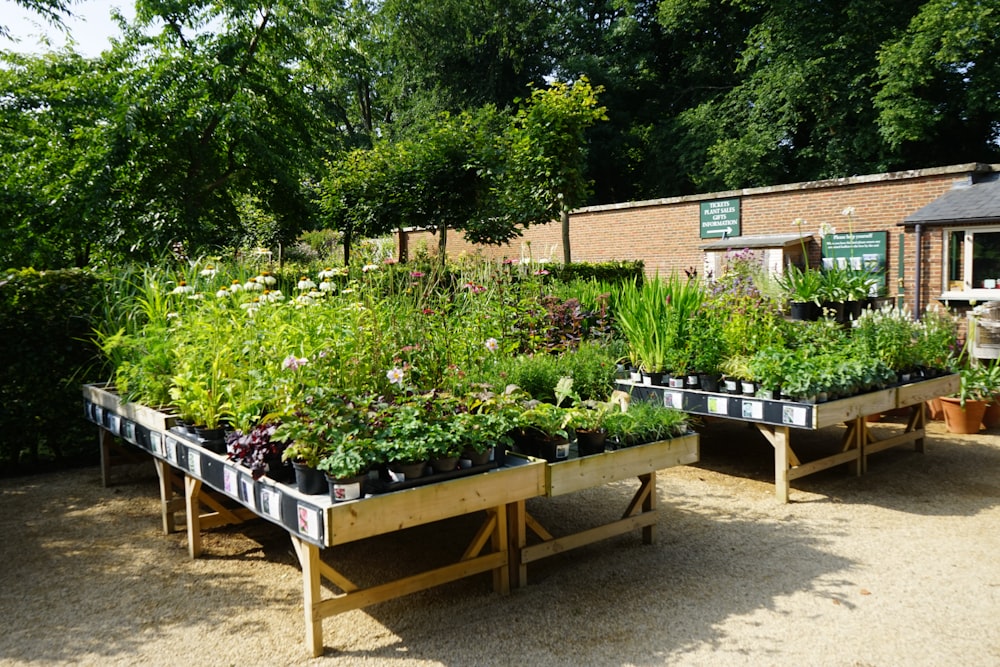 a bunch of plants that are on a table