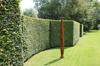 a long row of hedges in a garden