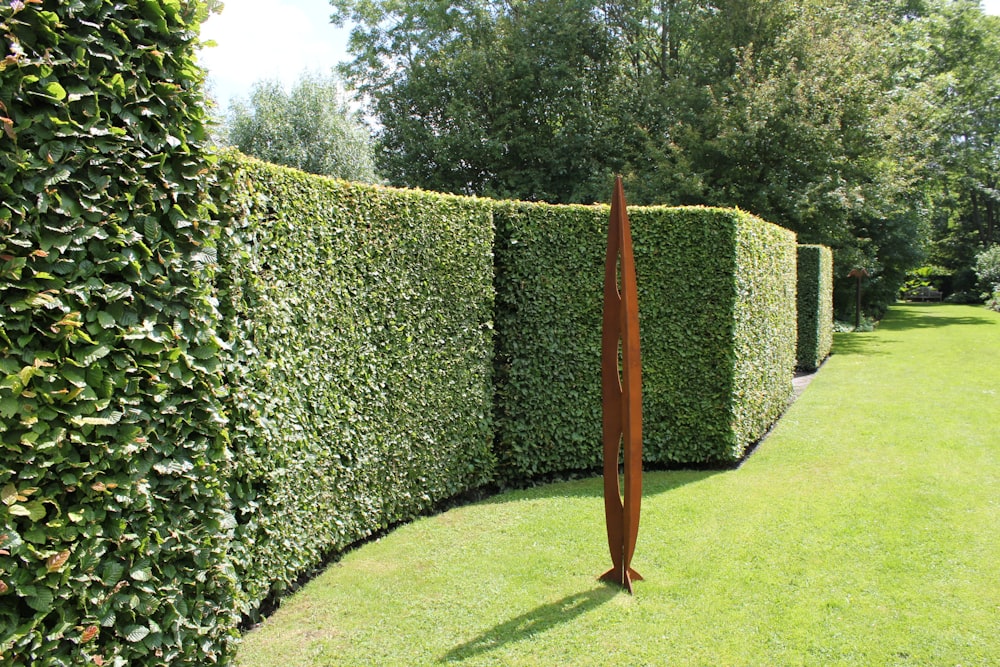 a long row of hedges in a garden