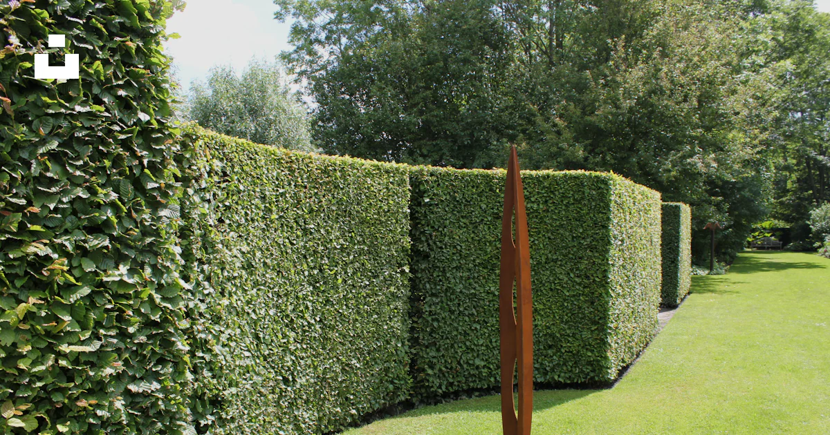 Common Hedge Rows A long row of hedges in a garden photo – Free Garden Image on Unsplash