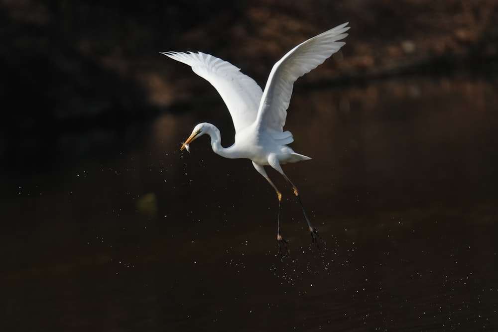 a white bird flying over a body of water