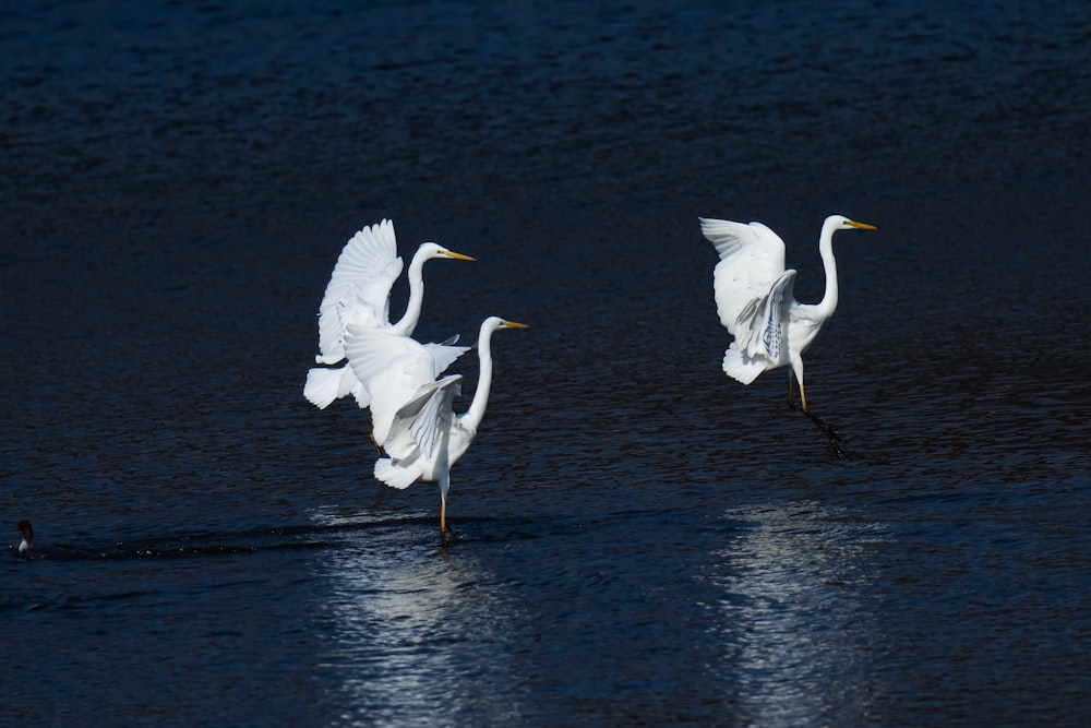 two white birds flying over a body of water