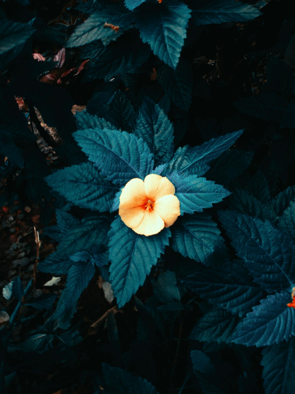 a flower that is sitting in the middle of some leaves