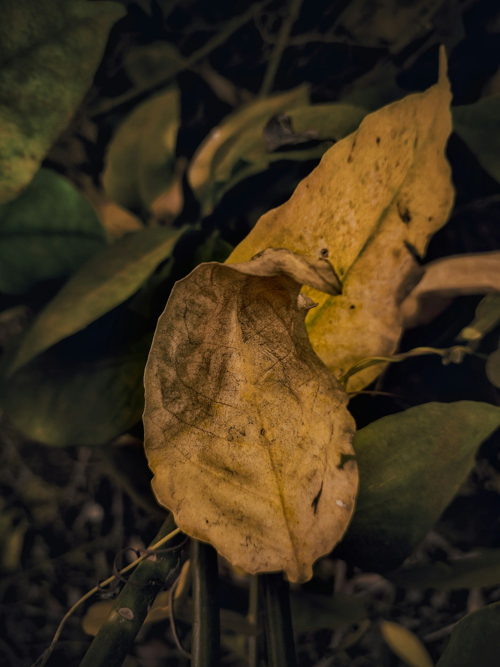 a leaf that has fallen from a tree