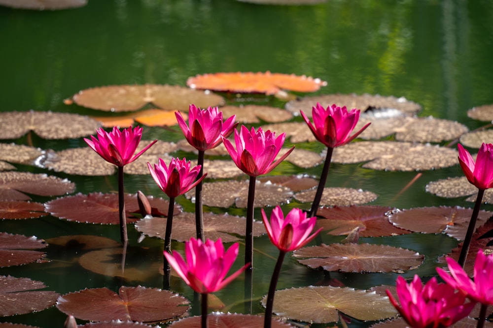 a pond filled with lots of pink water lilies