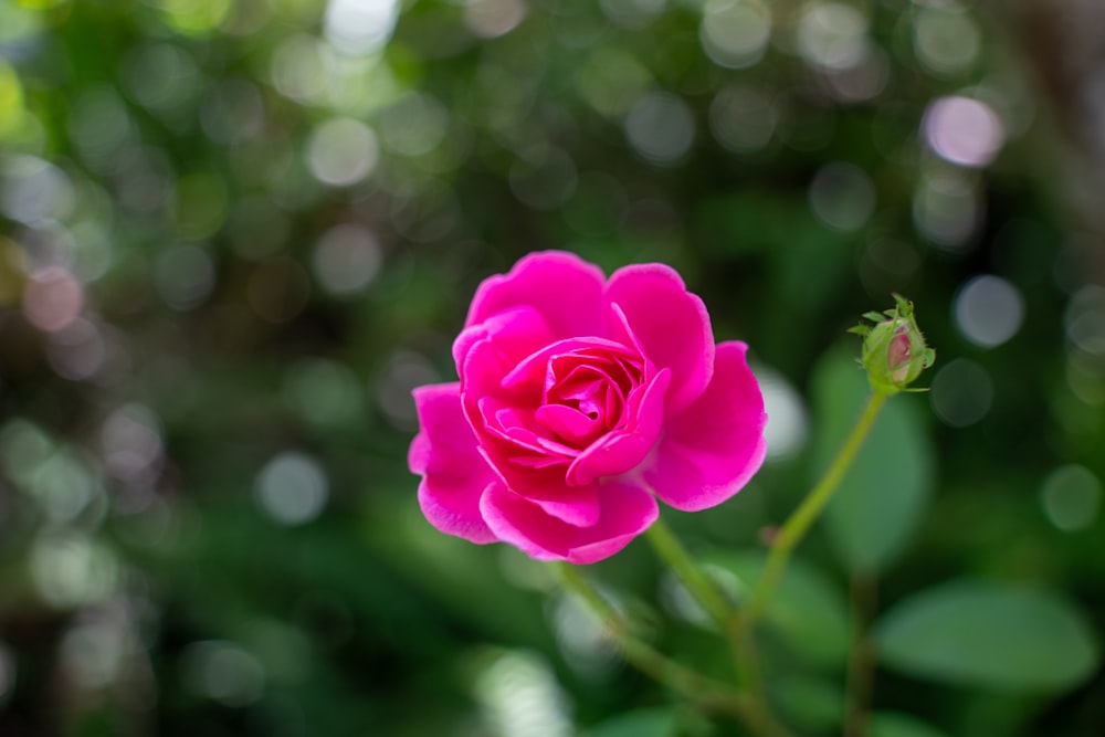 a single pink rose with green leaves in the background