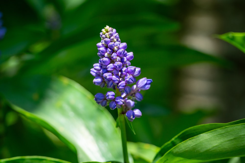 a close up of a purple flower on a plant