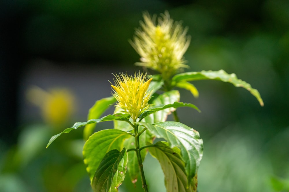 a close up of a plant with yellow flowers