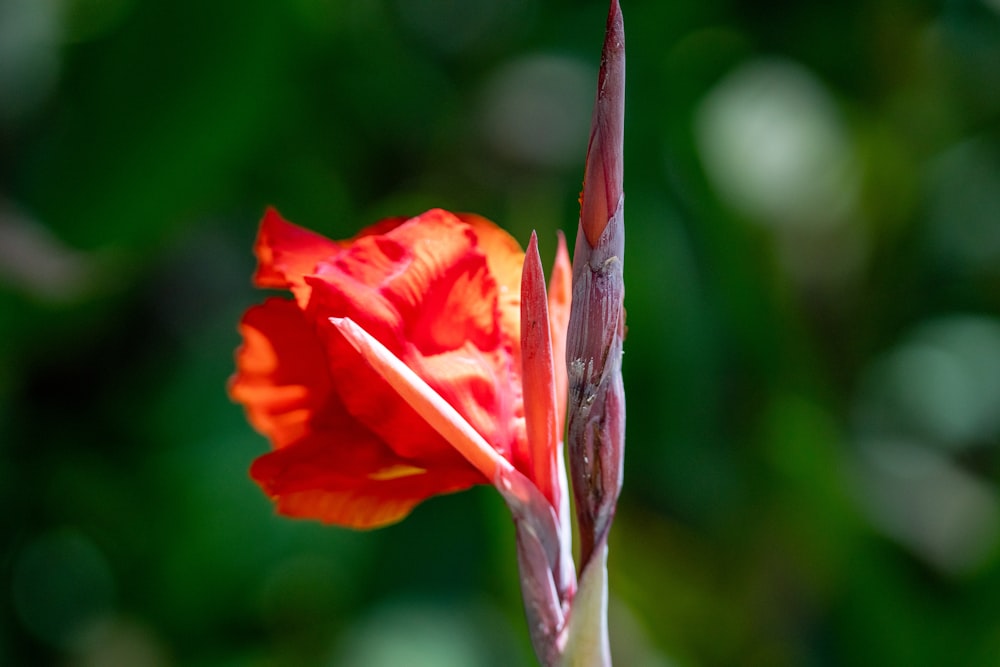 a close up of a flower with a blurry background