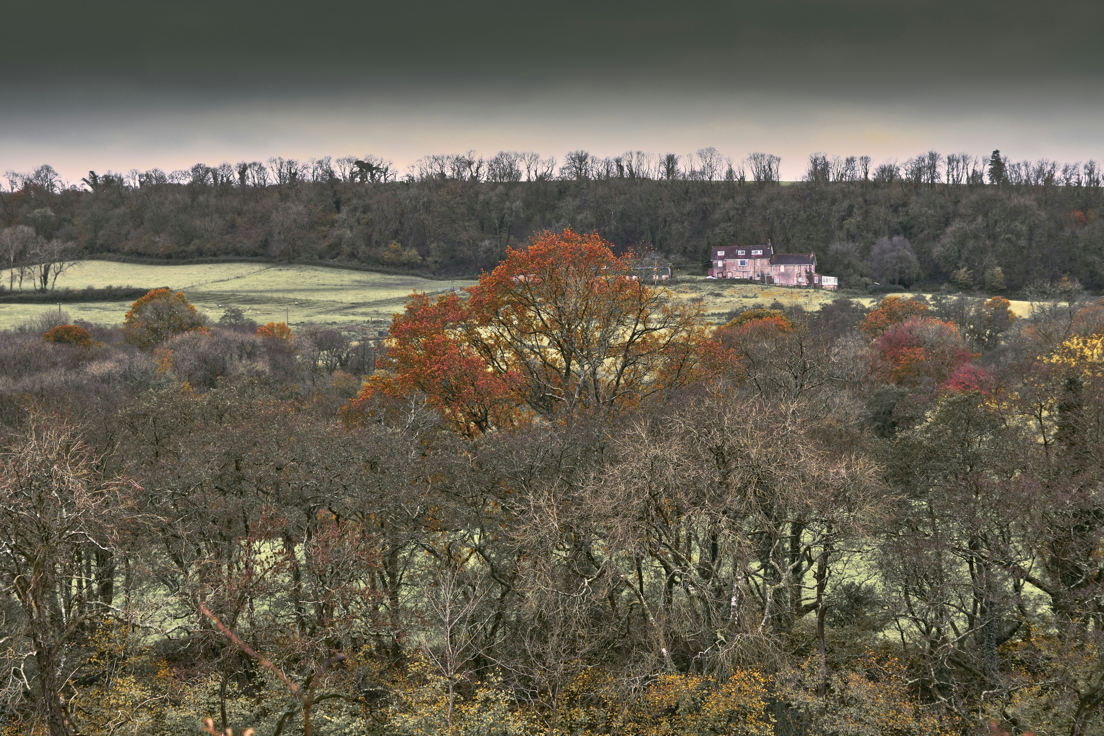 a field with trees and a house in the distance