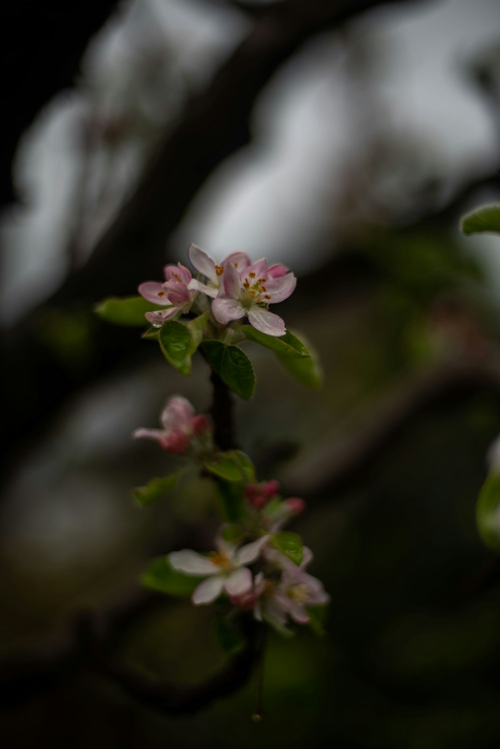 a close up of a flower on a tree branch