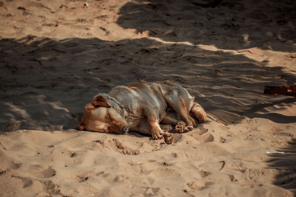 a dog that is laying down in the sand