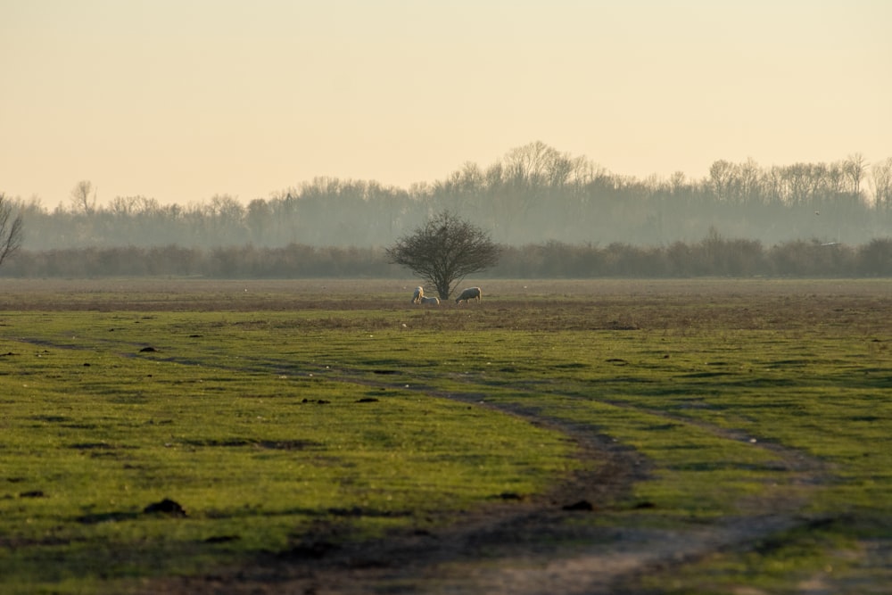 a lone tree in a large open field