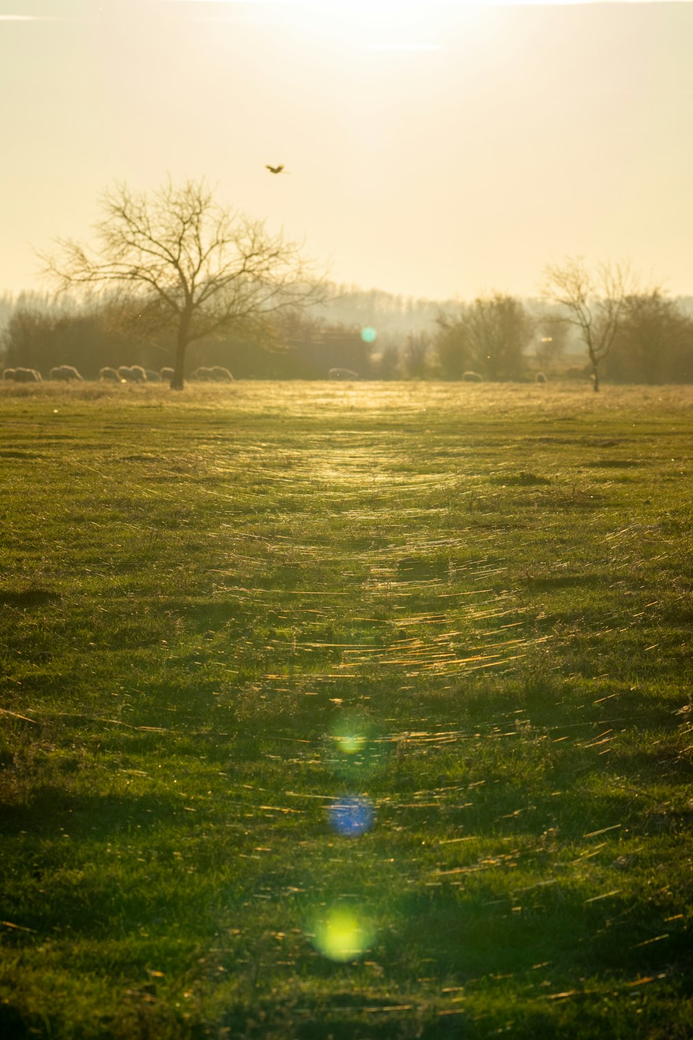 a grassy field with a bird flying over it